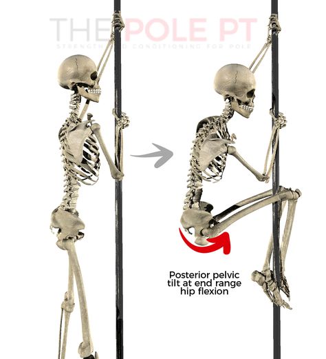 Pole Anatomy: Pole Climb in 4 Steps – The Pole PT Pole Climb, Pole Climbing, Transversus Abdominis, Types Of Climbing, Pelvic Tilt, Thigh Muscles, Knee Up, Upper Body Strength, Leg Work