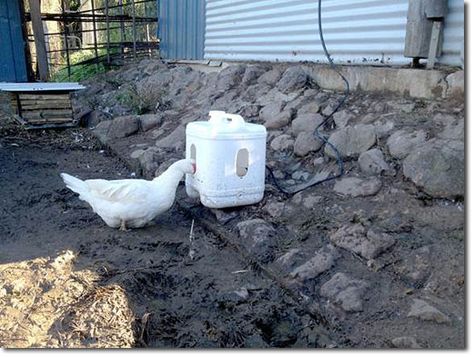 The mob If any of you have had any experience with ducks,  you'll  know that they produce and deposit enormous amounts of nutrient -- aka duck poo. It us Duck Waterer, Best Laying Chickens, Chicken Pecking, Backyard Ducks, Laying Chickens, Best Egg Laying Chickens, Duck Coop, Raising Ducks, Egg Laying Chickens