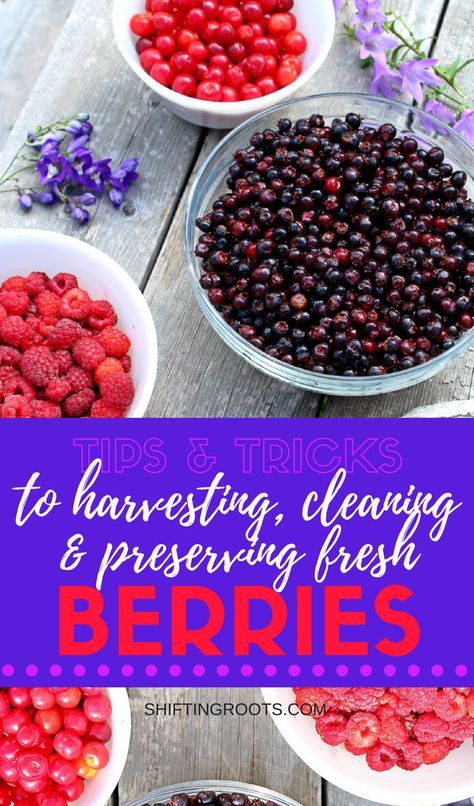 Tips and Tricks to Harvesting, Cleaning, and Preserving Berries Benefits Of Berries, Saskatoon Berry, Growing Raspberries, Strawberry Plant, Sour Cherries, Plant Tips, Berry Picking, Strawberry Plants, Summer Berries