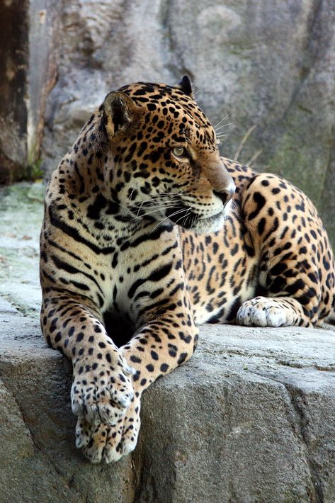 Jaguar Animal, Regnul Animal, Exotic Cats, Majestic Animals, Cat Photography, African Animals, Ford Gt, Leopards, Exotic Pets