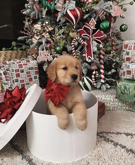 Golden Retriever Puppy Christmas, Lydia Barakat, Dog Christmas Pictures, Smartest Dog Breeds, Golden Retriever Christmas, Christmas Dreaming, Therapy Dog, Christmas Collage, Preppy Christmas