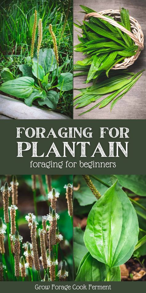 Foraging Plantain, Foraging For Beginners, Plantain Plant, Medicinal Wild Plants, Medicinal Weeds, Food Foraging, Wild Foraging, Wild Food Foraging, Foraging Recipes