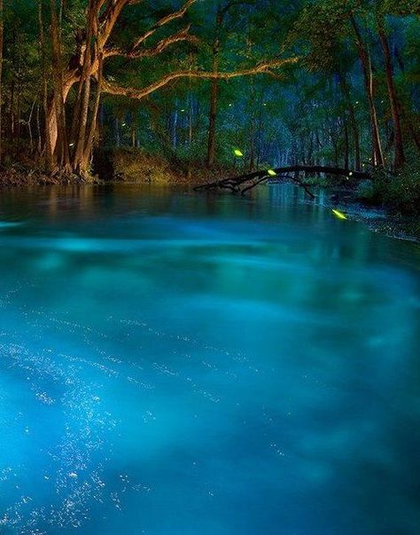 Ichetucknee Springs State Park, one of the 17 top sites to visit in Florida Natural Spring, Future Travel, Vacation Places, Florida Travel, Alam Yang Indah, Spring Looks, Pretty Places, Places Around The World, Blue Water