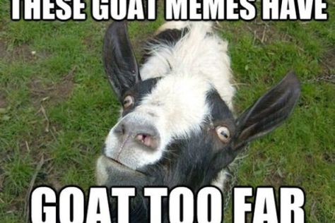 The 33 Best Funny Goat Pictures of All Time Funny Goat Pictures, Goat Pictures, Funny Noises, Goats And Sheep, Goat Picture, Goat Pen, Funny Goat, Ugly Animals, Goats Funny