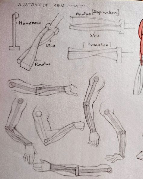 Some arm bones and muscles anatomy studies 😻 I love doing anatomy studies. It's being so therapeutic for me🥹 , these days some of my personal situations getting a bit rough, whenever I feel stressed out, I'll sit down for these. And after a few minutes I'll start humming to myself and my stress is gone. The complex web of bones and muscles, the intricate details of the bone structures, how each muscle, adjoined to the bones effortlessly flexes causing subtle alterations to their forms is so e... Muscle Study, Muscles Anatomy, Anatomy Studies, Arm Bones, Muscle Anatomy, Anatomy Sketches, Anatomy Study, Bones And Muscles, Anatomy Drawing