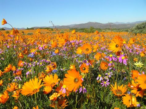 Flowers in the Namaqualand desert in South Africa. Photo about summer, namaqualand, countryside, yellow, poppy, spring, nature, rural, beauty, desert, africa, green - 141891471 Namaqualand Flowers South Africa, Flowers South Africa, Desert Africa, Yellow Poppy, Spring Nature, South Africa, Poppies, Stock Images, Yellow