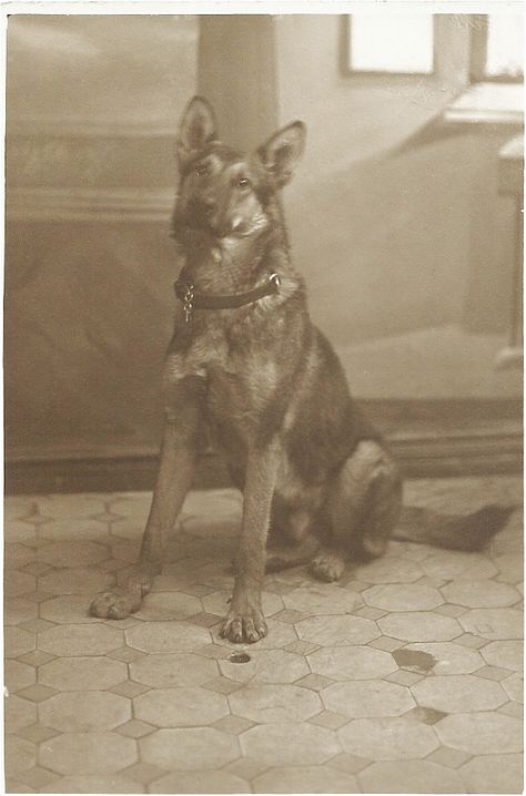 c,1910s sepia portrait of a German Shepherd Dog. From bendale collection Sepia Portrait, Photo Black White, Hairless Dog, Military Working Dogs, Photo Postcard, Beloved Dog, German Shepherd Dog, Old Dogs, Vintage Dog