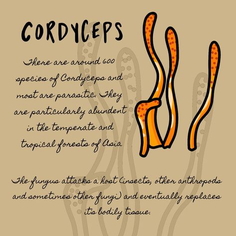 #cordyceps #mushrooms #mushroom #grimoire #art #drawing #drawingideas #drawingchallenge Grimoire Art, Tropical Forest, Digital Drawings, Drawing Challenge, Art Drawing, Digital Drawing, Drawings, Art