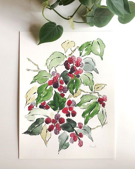 Watercolor Raspberries, Raspberry Watercolor, Raspberry Bush, Winsor & Newton, Watercolor And Ink, Clear Plastic, Watercolor Paper, Floral Watercolor, Watercolor Painting