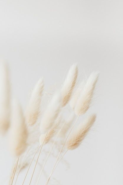 Dried bunny tail grass on a light backgr... | Free Photo #Freepik #freephoto #floral #summer #light #nature Era Victoria, Boho Background, Photos Booth, Bunny Tails, White Bunny, Bunny Tail, Flower Background Wallpaper, 背景 シンプル, Light Background