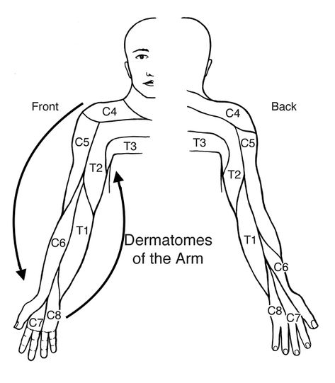 Sensory Dermatomes Of The Body - Stepwards Cranial Nerves Mnemonic, Sensory Pathways, Cervical Spondylosis, Bicep Muscle, Pharmacology Nursing, Cranial Nerves, Nursing School Tips, Human Anatomy And Physiology, Medical Anatomy