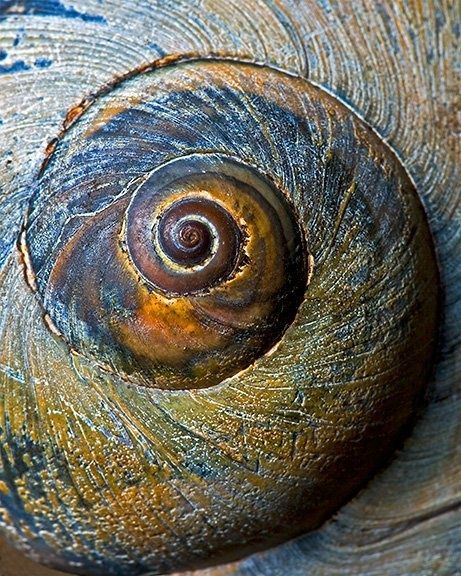 beautiful brown and blue colors and textures - featured on Living Vintage's Friday Favorites Spirals In Nature, Divine Proportion, Art Coquillage, Fibonacci Spiral, Snail Shell, Patterns In Nature, Color Textures, Art Graphique, Texture Painting