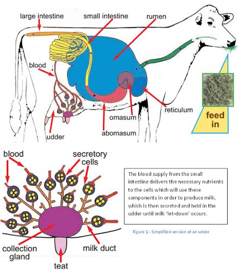 Milk Production in Dairy Cows - Vet in Training Dairy Science, Cow Stomach, Dairy Cow, Milk Production, Large Intestine, Dairy Cows, Body Milk, Dairy Products, Essential Nutrients