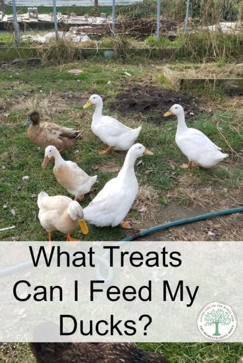 Duck Treats, Keeping Ducks, Duck Feed, Backyard Ducks, Duck Coop, Duck Farming, Raising Ducks, Pet Ducks, Duck House