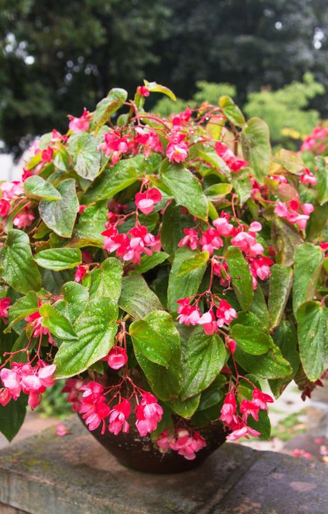 dragon wing begonia plant Peacock Begonia, Dragon Wing Begonia, Begonia Dragon, Begonia Plant, Licorice Plant, Organic Fungicide, Cherry Tomato Plant, Hanging Plants Outdoor, Dragon Wing