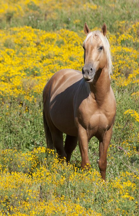 . Buttercup Field, Horses Palomino, Yellow Horse, Palomino Horses, Palomino Horse, Totem Animal, Horse Wallpaper, Most Beautiful Horses, Most Beautiful Animals