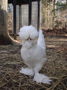 All Quiet on the MidWestern Front: Chicken Coops for the Soul..... i want a silkie! Sultan Chicken, Bantam Chicken, Polish Chicken, Fluffy Chicken, Chicken Pictures, Fancy Chickens, Silkie Chickens, Beautiful Chickens, Chickens And Roosters