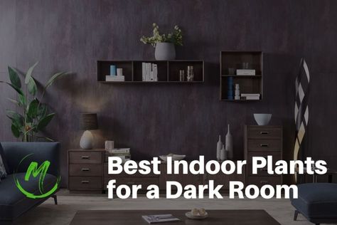 If you have a room in your house that doesn’t get a lot of natural light, you may be wondering what kind of plants will thrive there. Luckily, there are plenty of options for low-light indoor plants! In this article, we’ll share some of the best indoor plants for a dark room! What are the … Best Indoor Plants for a Dark Room That Need Low Light Read More » The post Best Indoor Plants for a Dark Room That Need Low Light appeared first on . Indoor Floor Plants, Rubber Tree Plant, Houseplants Low Light, Low Light Indoor Plants, Arrowhead Plant, Cast Iron Plant, A Dark Room, Plant Help, Floor Plants