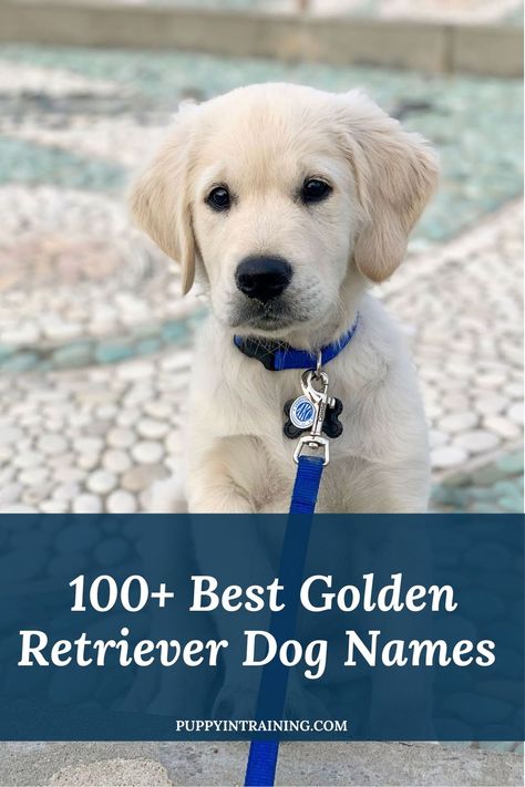 100+ Best Golden Retriever Dog Names - English Cream Golden Retriever puppy sitting on pebbled concrete Golden Retriever Dog Names, Puppy Names Unique, Puppies Names Female, Hunting Dog Names, Unique Dog Names, Male Dog Names, Golden Retriever Girl, Names Male, Boy Dog Names