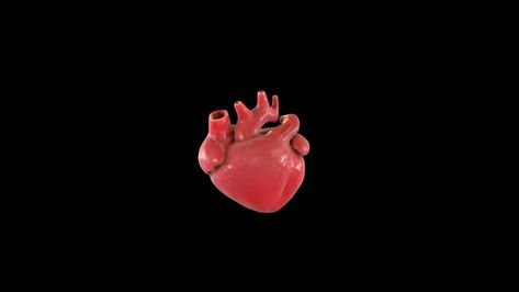 The Human Heart, Heart Pumping, Heart Pump, Human Heart, Free Stock Video, 3d Animation, Black Background, Stock Video, Stock Footage