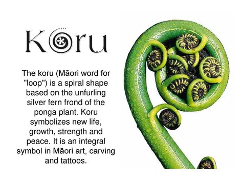 The koru (Māori word for "loop") is a spiral shape based on the ... Koru Tattoo, Maori Symbols, Maori Words, For Loop, Books School, Fern Tattoo, Maori Patterns, Maori Designs, Māori Culture