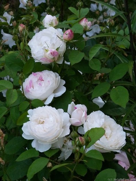 Winchester cathedral - thornless DA, does well in our climate, I think it can be trained as a climber. Winchester Cathedral Rose, Winchester Cathedral, Hillside Garden, Summer Fashion Ideas, Garden Wood, Coming Up Roses, Rose Photo, Belle Rose, Nothing But Flowers