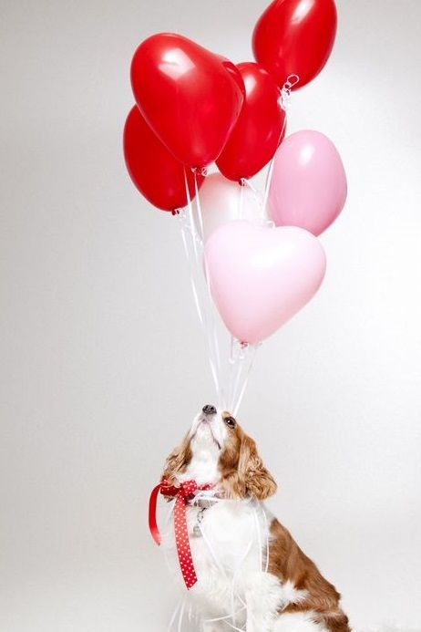 Mochi Photoshoot, Dog Birthday Photoshoot, Valentines Pics, Pet Photography Props, Cute Cocker Spaniel, Pet Photoshoot, Valentine Backdrop, Puppy Valentines, Animal Photoshoot