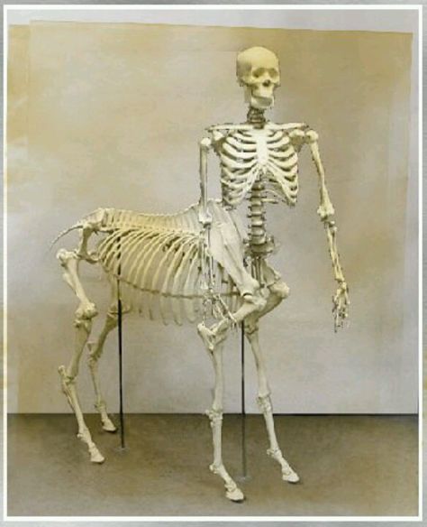 Centaur skeleton Centaur Anatomy, Centaur Art, Flora And Fauna Drawing, Monster Museum, Nephilim Giants, Mother Earth Art, Halloween Entertaining, Unexplained Mysteries, Witches Altar