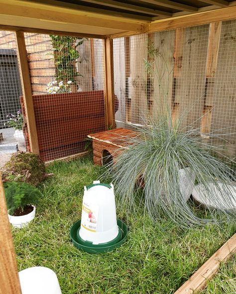 Pheasant Aviary Ideas, Quail Habitat Diy, Quail Aviary With Plants Diy, Quail Aviary Ideas, Quail Aviary, Quail Habitat, Quail Pen, Quail House, Button Quail