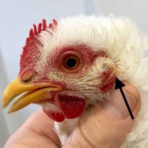 How To Tell If Your Chicken Is Healthy Or Sick | Walkerville Vet Sick Chicken, Chicken Anatomy, Chicken Games, Chicken Home, Mardi Gras Food, Pig Ears, Chicken Health, Backyard Flocks, Small Chicken