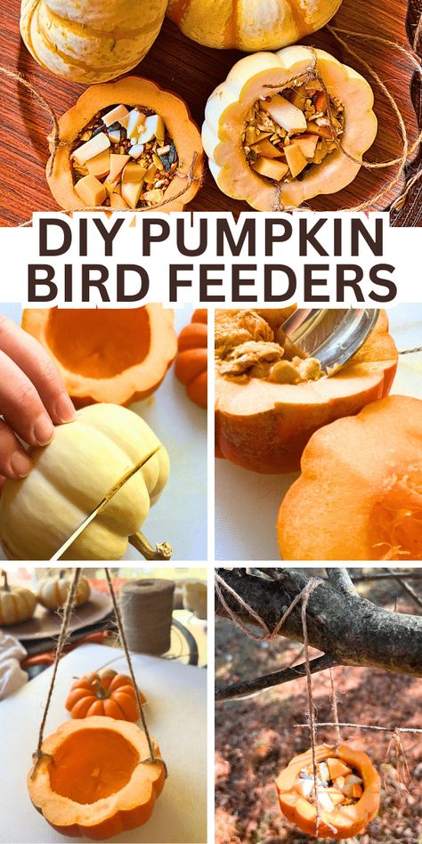 Fall Bird Feeder Craft, Pumpkin Bird Feeder For Kids, Pumpkin Bird Feeder, Mini Pumpkin Crafts, Bird Pumpkin Carving, Fall Kids Activities, Pumpkin Bird, October Food, Pumpkin Guts