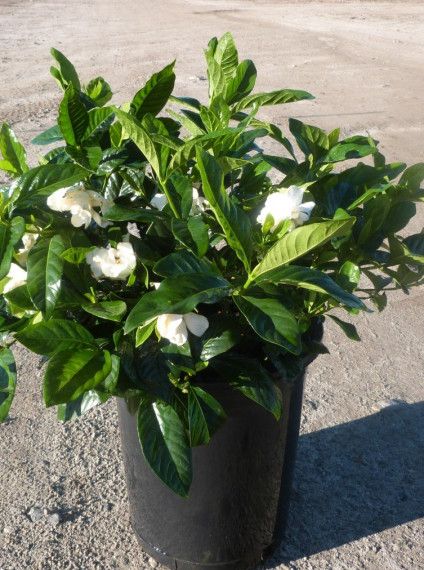 Drought Tolerant Archives - T-Y Nursery Gardenia Jasminoides, Acidic Soil, Nursery Garden, Plants Growing, Star Nursery, Backyard Inspo, Flower Food, Sun And Water, Fragrant Flowers