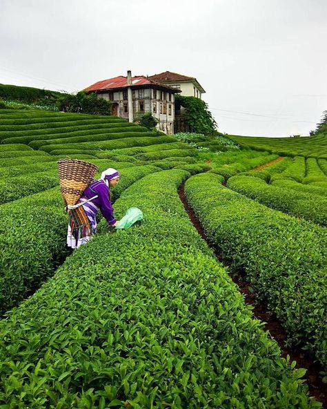 With fields of tea this beautiful, is it any wonder that some of the best tea in the world comes from Turkey?⠀ ⠀ :yukselaslan_/IG Trabzon Turkey, Visit Turkey, Turkey Travel, Travel Inspo, Tea Leaves, Nature Travel, Wonderful Places, The Middle, Beautiful Nature