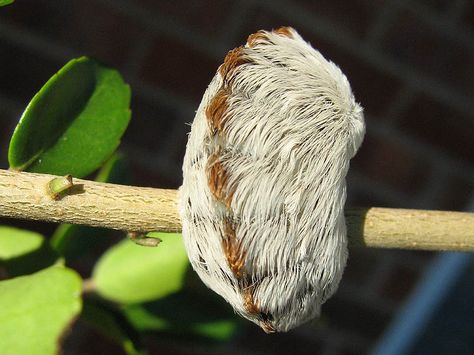 Flannel Moth - Caterpillar to Moth Southern Flannel Moth, Flannel Moth, Caterpillar Insect, Moth Species, Old Boy Names, Moth Caterpillar, Enjoy The Sunshine, Fluffy Hair, Garden Pests