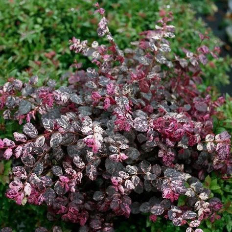 Jazz Hands® Variegated Chinese Fringe-flower - My Proven Winners ColorChoices Fringe Flower Shrub, Chinese Fringe Flower, Loropetalum Chinense, Meadow Nursery, Nursery Trees, Fringe Flower, Jazz Hands, Hedging Plants, Backyard Plants