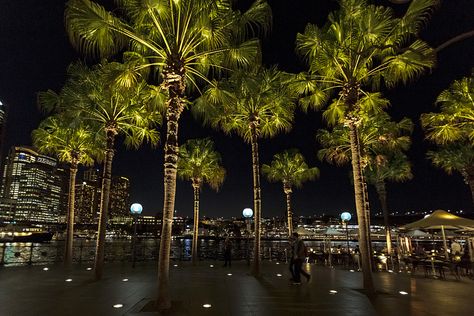 Projects - Public - Palm Trees, Circular Quay, Sydney | ERCO Palm Tree Lighting, Palm Tree Lights, Plaza Design, Light Decor, Lighting Concepts, Creative Lighting, Design Light, Tree Lighting, Landscape Lighting