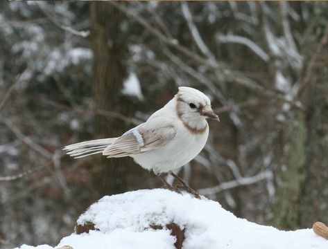 Cardinal - Amazing Albinos Animals (36 Pics)  Albino animals face almost insurmountable odds when they're born in the wild. Baby albinos are seen as an oddity within their own species and are more visible to predators. These animals may also be cursed with imperfect vision or other health problems. Melanistic Animals, Blue Jay Bird, Albino Animals, Pretty Animals, Bird Pictures, Pretty Birds, Animal Faces, Blackbird, Blue Jay