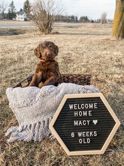 Dog Announcement Photos, Second Dog Announcement, Dog Announcement Puppies, New Puppy Pictures, Getting A Dog Announcement, Puppy Introduction Photos, Puppy Growth Pictures Ideas, Welcome Puppy Announcement, Expecting Puppy Announcement