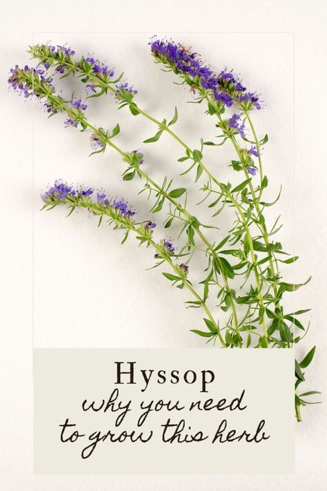 Hyssop Recipes, Hyssop Magical Properties, Hyssop Tincture, Hyssop Benefits, Florence Garden, Hyssop Plant, Apothecary Herbs, Hyssop Essential Oil, Herb Drying