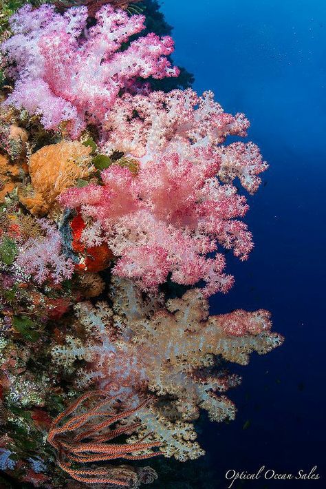 Coral Reef Photography, Coral Bouquet, Beautiful Underwater, Marine Plants, Underwater Images, Fauna Marina, Life Under The Sea, Coral Garden, Coral Art