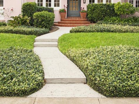 Jasmine Ground Cover, Asian Jasmine, Front Landscape, Estate Design, Cheap Pergola, Aerate Lawn, Hardscape Design, Hgtv Magazine, Green Ground