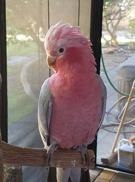 LOST GALAH COCKATOO: 04/03/2018 - Wirrinya, New South Wales, NSW, Australia. Ref#: L41887 - #ParrotAlert #LostPet #LostBird #LostParrot #MissingBird #MissingParrot #LostGalahCockatoo #MissingGalahCockatoo Pink Birds, Burung Kakatua, Galah Cockatoo, Pink Cockatoo, Funny Parrots, Australian Wildlife, Parrot Bird, Funny Birds, Australian Birds