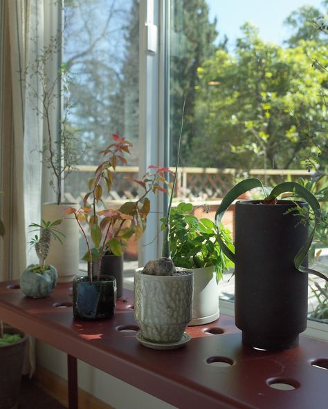 I use this bench in the bedroom to grow my succulent type plants and they love it here. It’s a south facing window so we get a ton of direct light. It’s getting a bit plant crowded up here, but i want to take advantage of this window. In The Bedroom, The Bedroom, Aesthetic Bedroom, House Plants, Love It, To Grow, Succulent, I Want, Bench