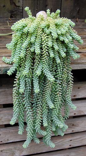 Indoor plant...donkey tail. These are so cool! I grew this in WI inside but here in the low desert outside it will not withstand summer heat. Kaktus Dan Sukulen, Cactus Y Suculentas, Succulent Plants, Succulents Garden, Cacti And Succulents, Cool Plants, Plant Life, Dream Garden, Hanging Plants