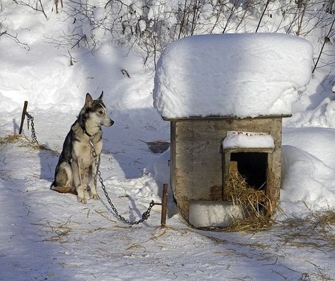 How to Heat a Dog House Without Electricity: 15 Tips & Techniques Heated Dog House, Winter Dog House, Easy Dog House, Dog Igloo, Igloo Dog House, Plastic Dog House, Small Dog House, Insulated Dog House, Build A Dog House