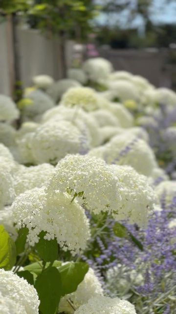 Hydrangea Strong Annabelle, Hydrangea Season, Spring Garden, Large Flowers, Flower Beds, House Front, Hydrangea, Garden Inspiration, Garden Design