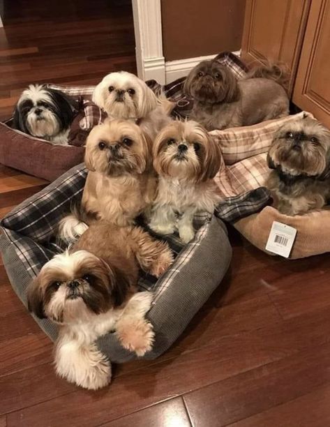 Shi Tzus, Puppy Care Tips, Lhasa Apso Puppies, Perro Shih Tzu, Shitzu Dogs, Shitzu Puppies, Cute Teacup Puppies, Teddy Bear Dog, Really Cute Puppies