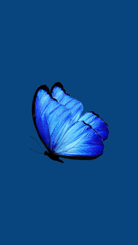 Morpho Wallpaper, Blue Butterfly Aesthetic, Disney Moana Art, Mobile Wallpaper Android, Blue Butterfly Wallpaper, Pikachu Wallpaper, Butterfly Wallpaper Backgrounds, Vintage Flowers Wallpaper, Butterfly Illustration