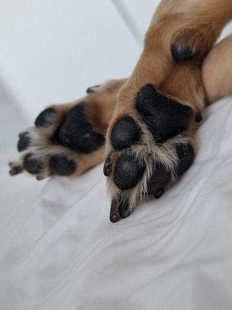 Dog Paws Look Like Koalas Paw Aesthetic, Animal House, Dog Paws, Dog Walking, Book Aesthetic, Pet Shop, Dog Owners, Animals And Pets, Best Dogs