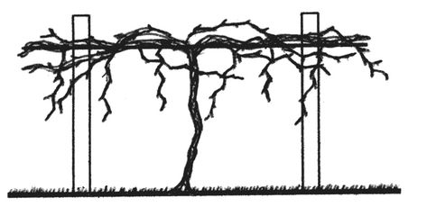 Basic Principles of Pruning Backyard Grapevines | Ohioline Grapevines Backyard, Pruning Grapevines, Grape Vine Pruning, Fruit Planting, Training Vines, Garden Cover, Grape Arbor, Grape Plant, Zen Garden Design